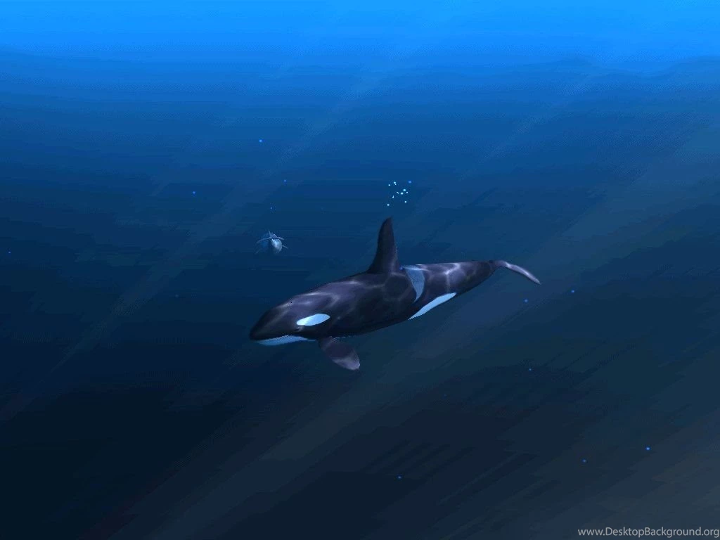 Whales Pictures   Big Ocean Whales Pictures