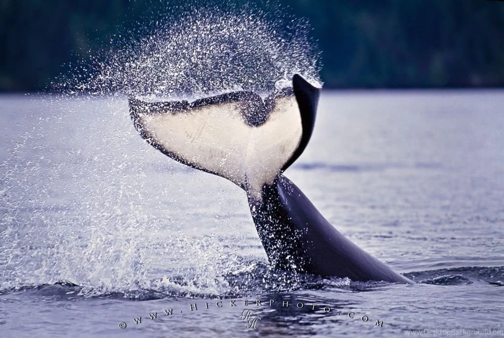 Killer Whale Pictures