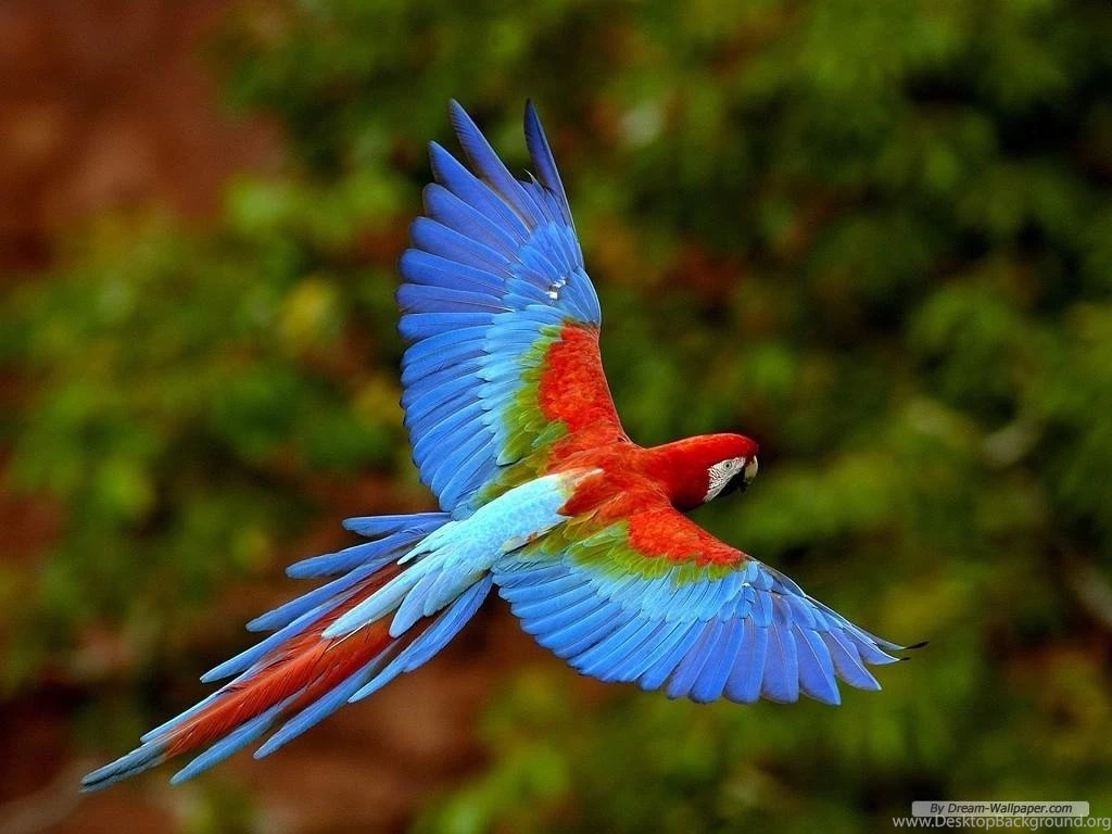 Free Download Wallpapers 3d Wallpapers Box