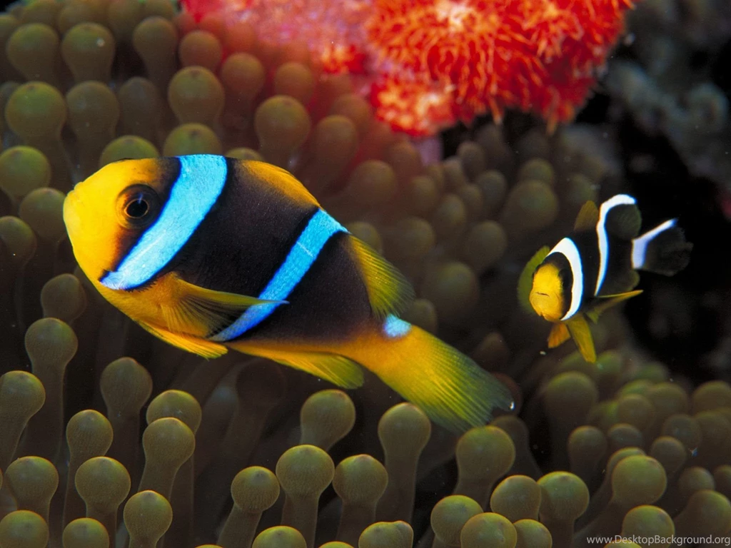 Best Wallpapers: Colorful Fish Wallpapers