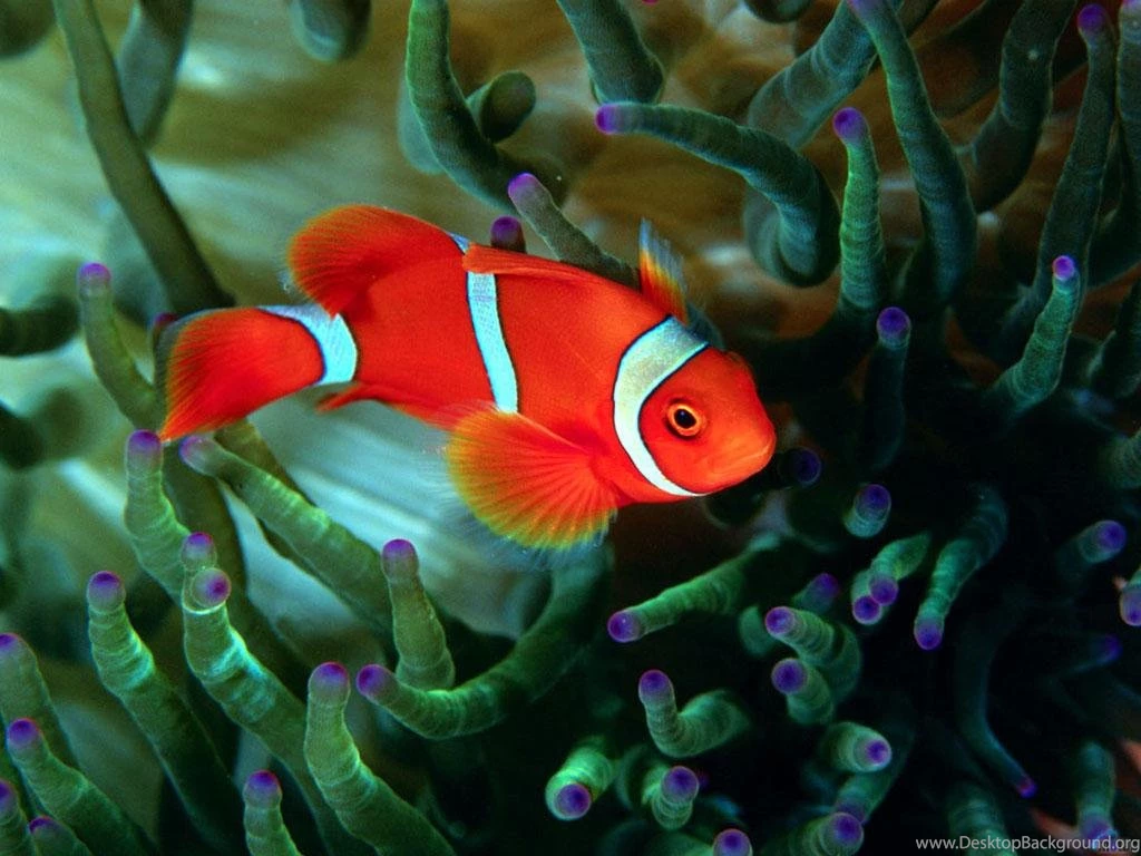 Beautiful Fish Wallpapers Desktop 4213 Hd Wallpapers