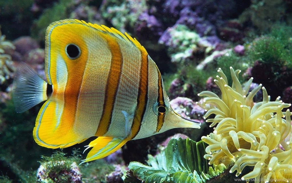 Beautiful Fish And Corals 1280x800px