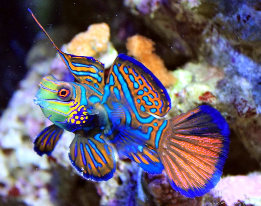Beautiful Fish
