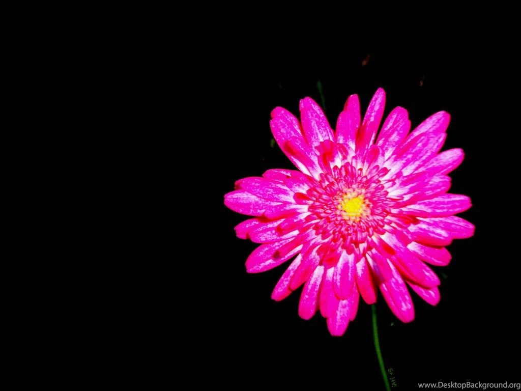 Hot Pink Flower By Iatissam On DeviantArt