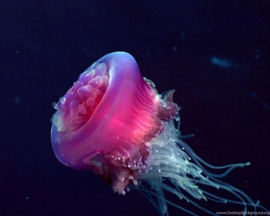 Architecture: Download Free Beautiful Life Under The Sea ...
