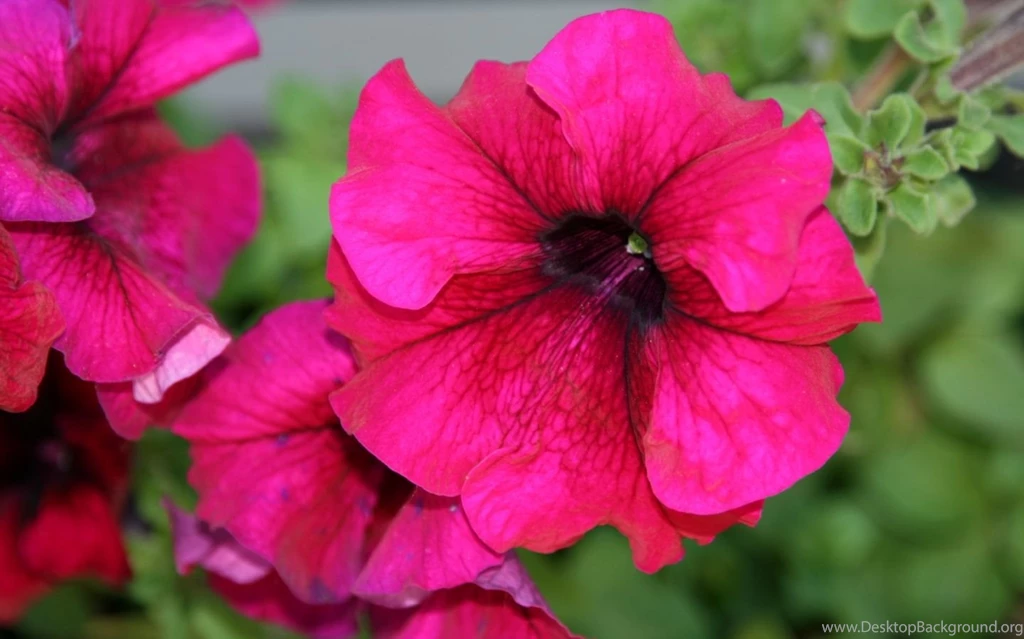 Pink Flower Wallpapers