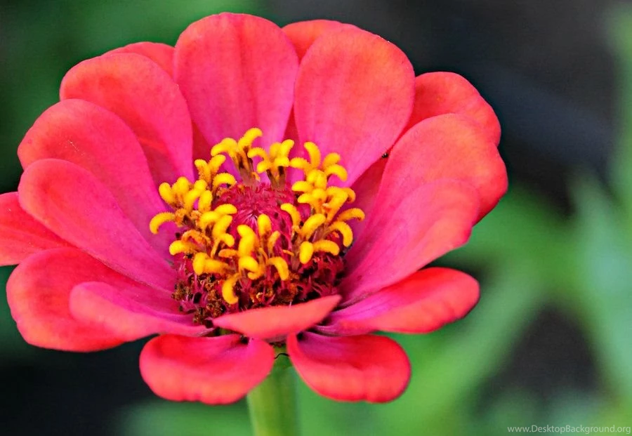 Hot Pink Flower By Laceriselolita On DeviantArt