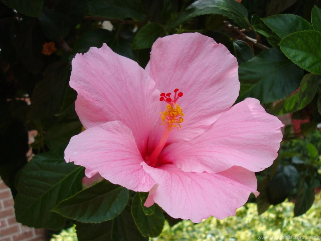 Hibiscus Flower Desktop Wallpapers