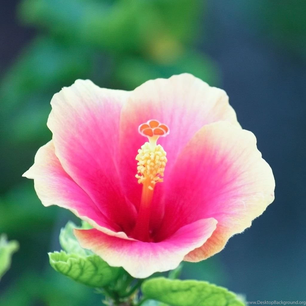 Flowers iPad Wallpapers