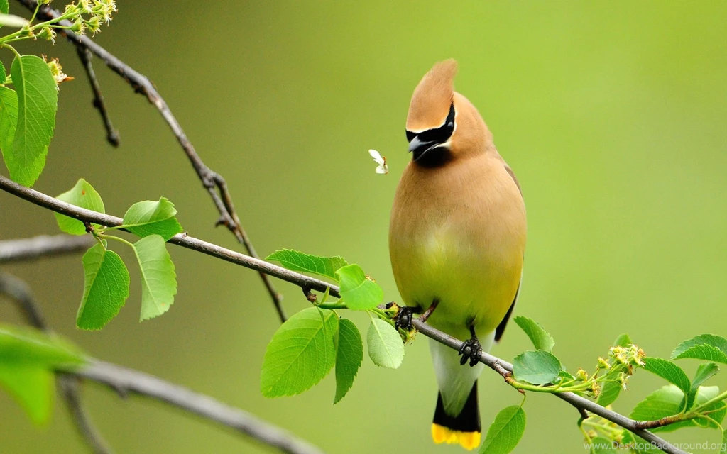Download Wallpapers 2560x1600 Bird, Summer, Color, Cute, Branch ...