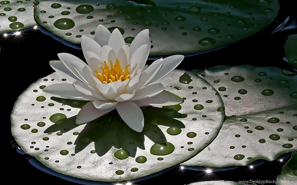 Water Drops Lilly Wallpapers Desktop Background Images, Photos, Reviews