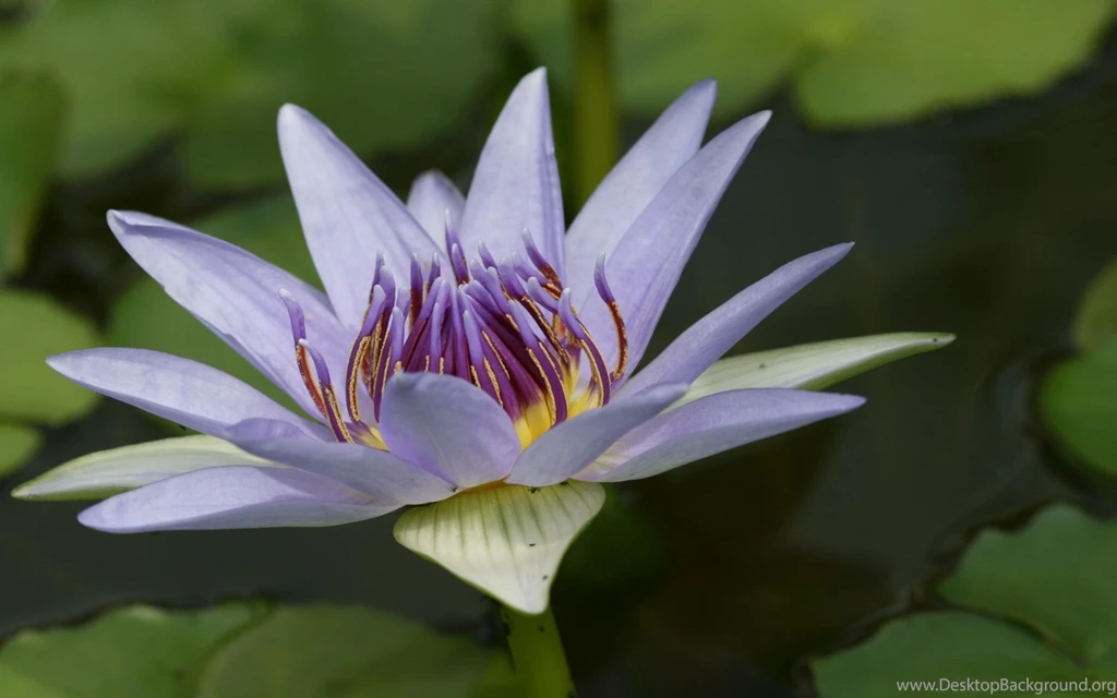 1920x1200 Beautiful Lilly Desktop PC And Mac Wallpapers