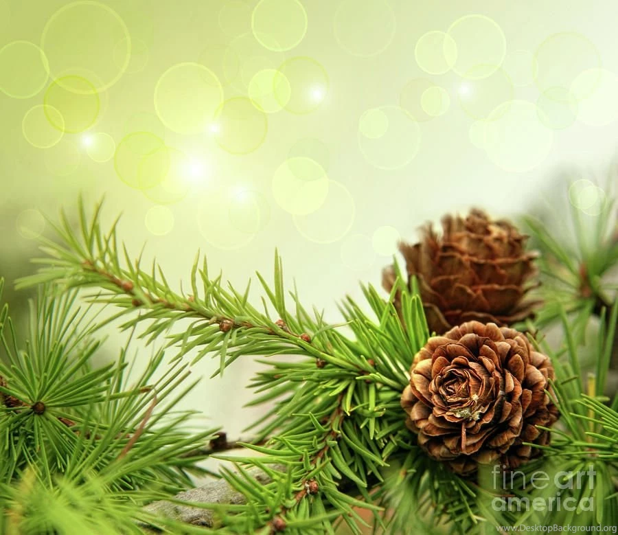 Pine Cones On Branches With Holiday Backgrounds Photograph By ...