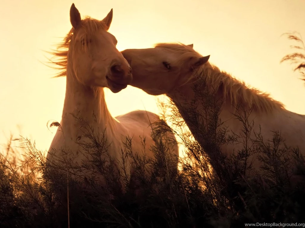 Horse Computer Wallpapers, Desktop Backgrounds