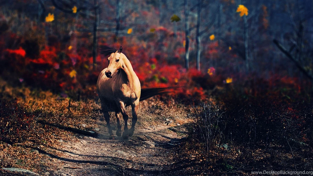 Horse Computer Wallpapers, Desktop Backgrounds