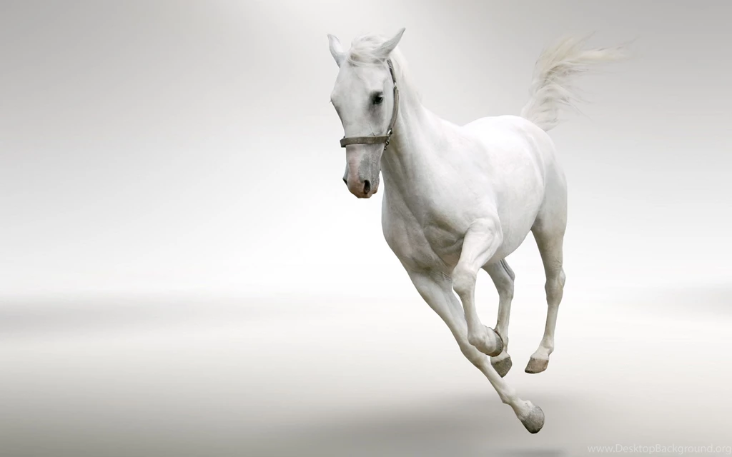 Running Horses Desktop Wallpapers , New Wallpapers, New Wallpapers