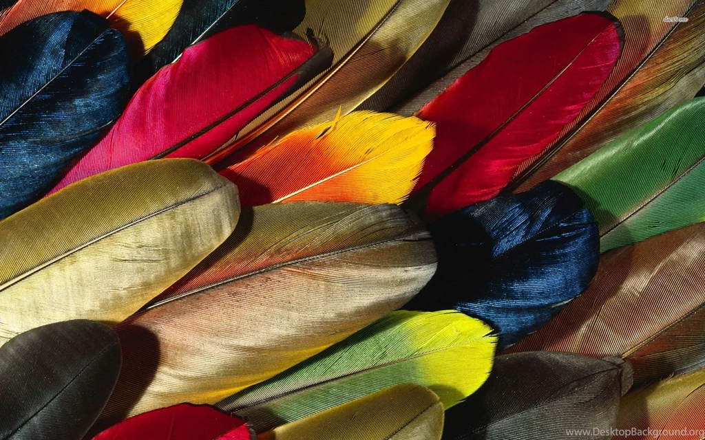 Colorful Feathers Wallpapers Artistic Wallpapers