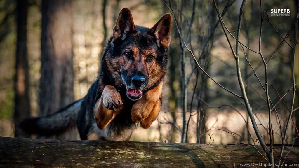 Jumping German Shepherd Wallpapers Animal Wallpapers