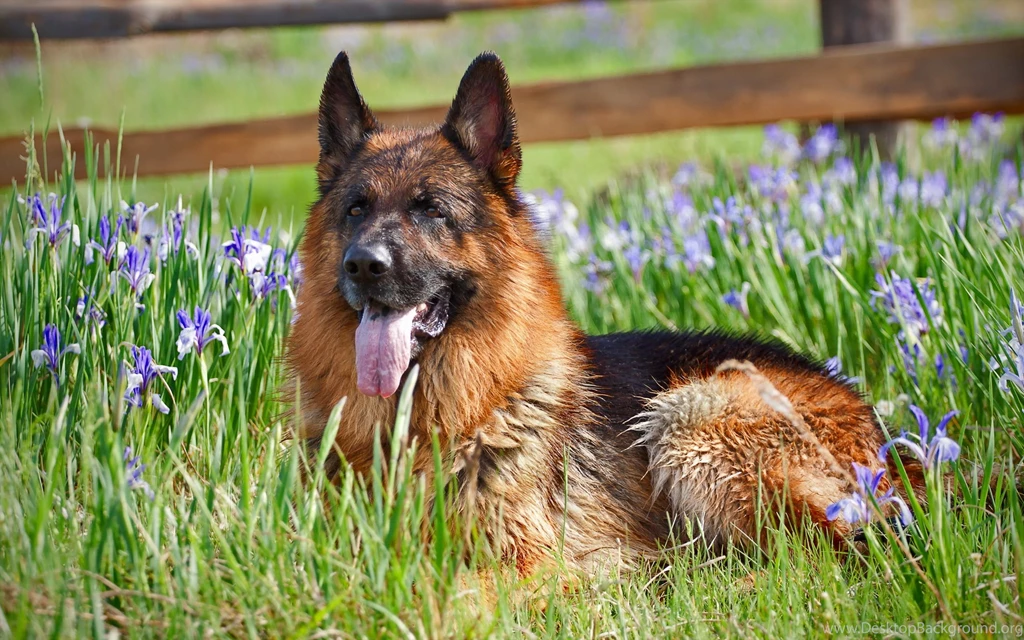 German Shepherd Wallpapers