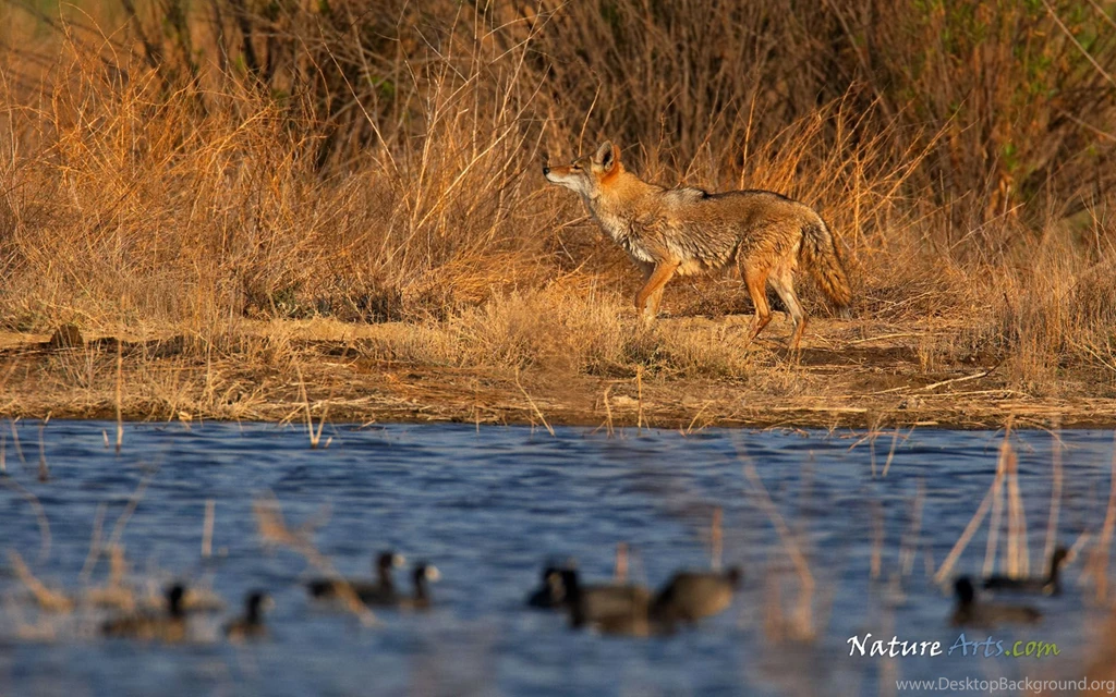 9th Page Of Desktop, Wildlife Wallpapers / Nature Wallpapers