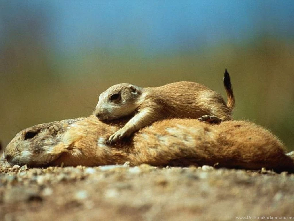 Wildlife Animals Wild Animal Wallpapers 1024x768 NO.32 Desktop ...