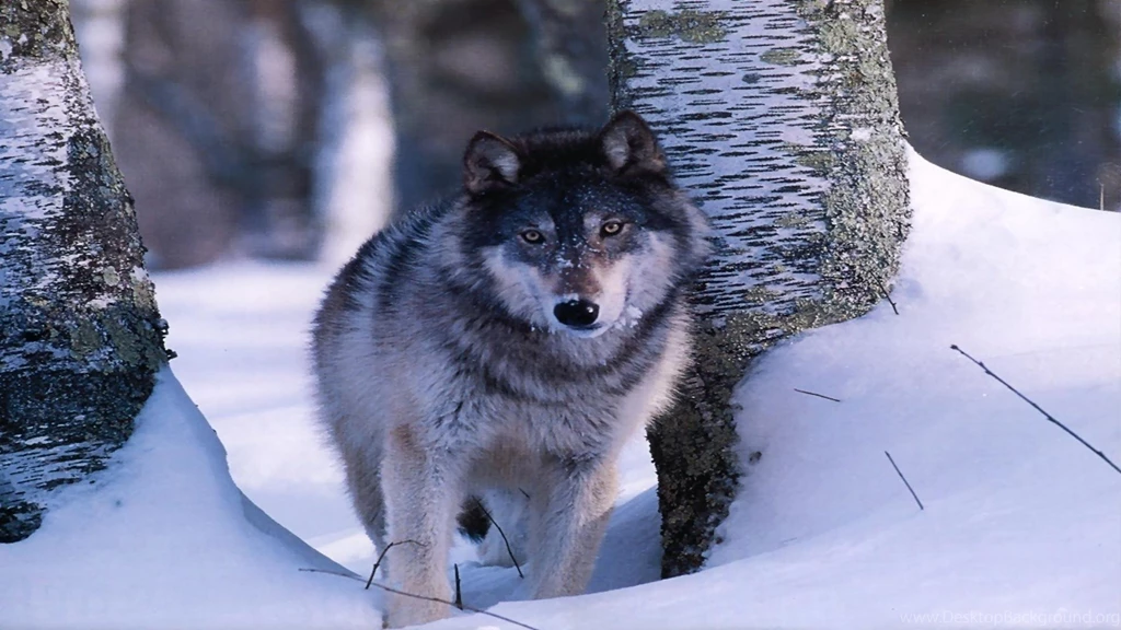 Wildlife Desktop Wallpapers , New Wallpapers, New Wallpapers