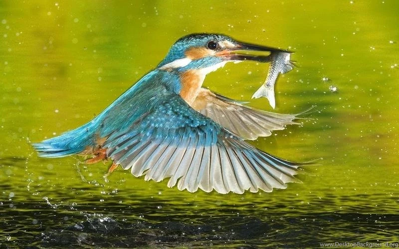 Birds,wildlife Birds Wildlife Kingfisher 1920x1200 Wallpapers ...