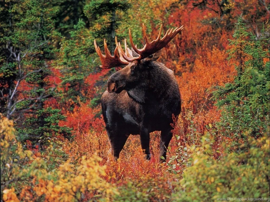 Moose In Fall Colors. Free Animal And Wildlife Computer Desktop ...