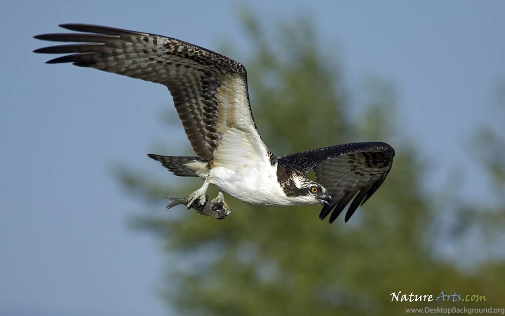 11th Page Of Desktop, Wildlife Wallpapers / Nature Wallpapers