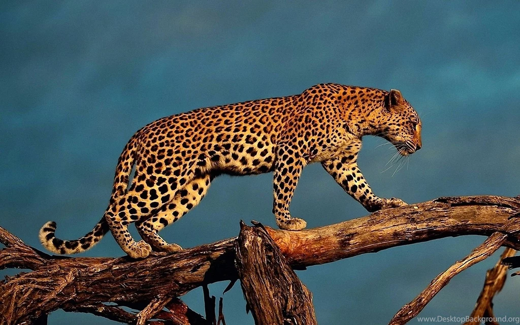 Wildlife HD Animal Wallpapers