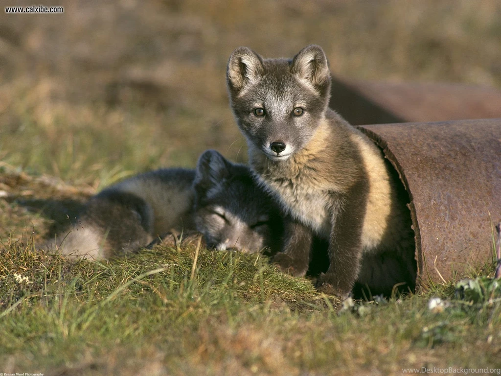 Cross_Fox_Kits_Play_in_Abandoned_Pipe_Arctic_National_Wildlife_Refuge_Alaska.jpg