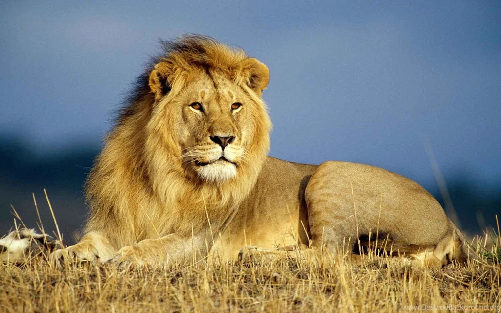 Lion Desktop Backgrounds Wallpapers Cave