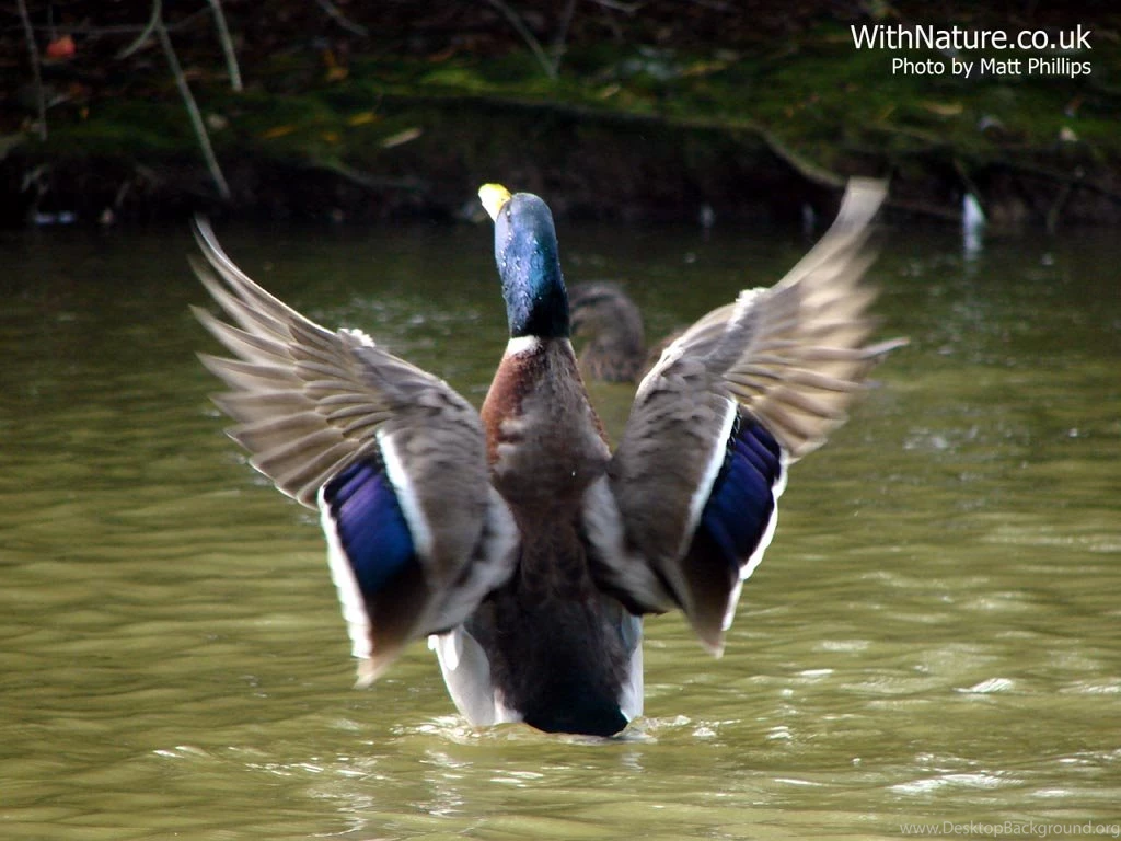 Wildlife & Animal Desktop Backgrounds Wallpapers