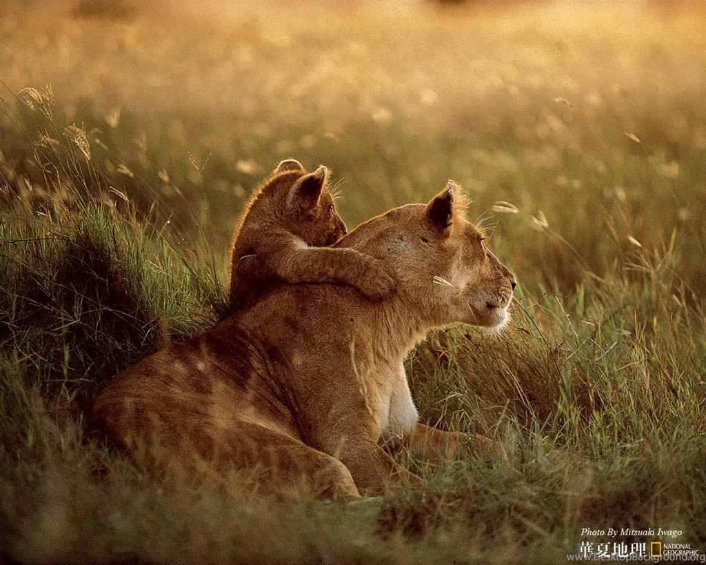 Wildlife: National Geographic 100 Best Wildlife Animal Wllpapers ...