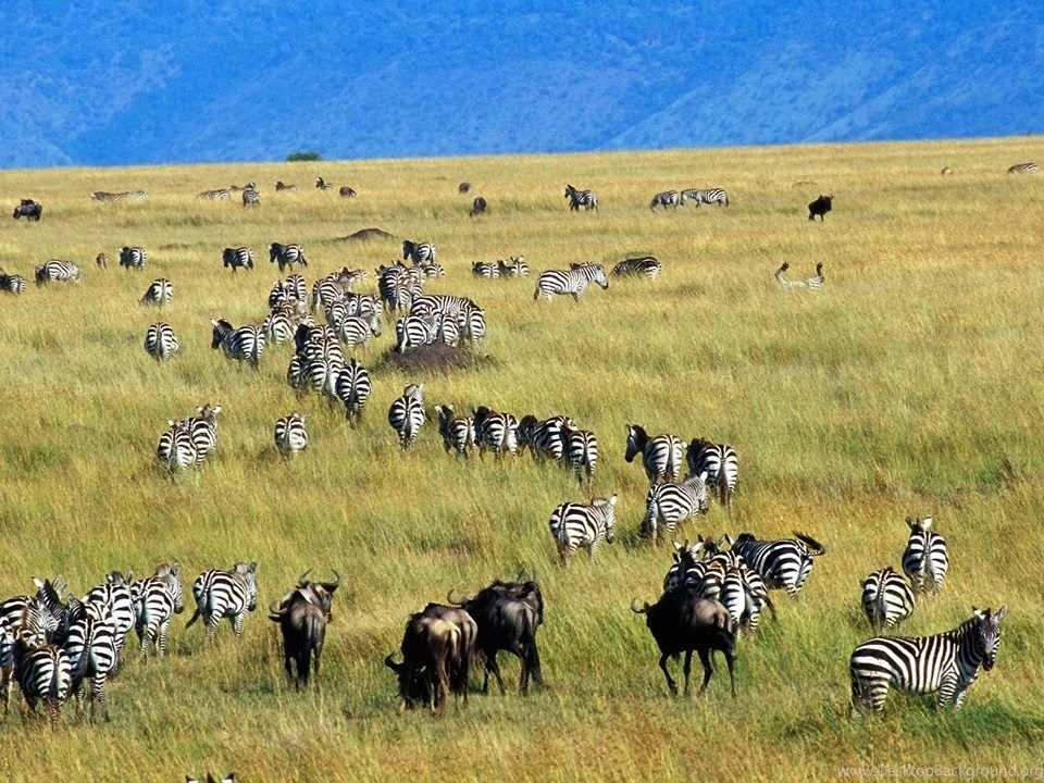 Wildlife HD Desktop Wallpapers