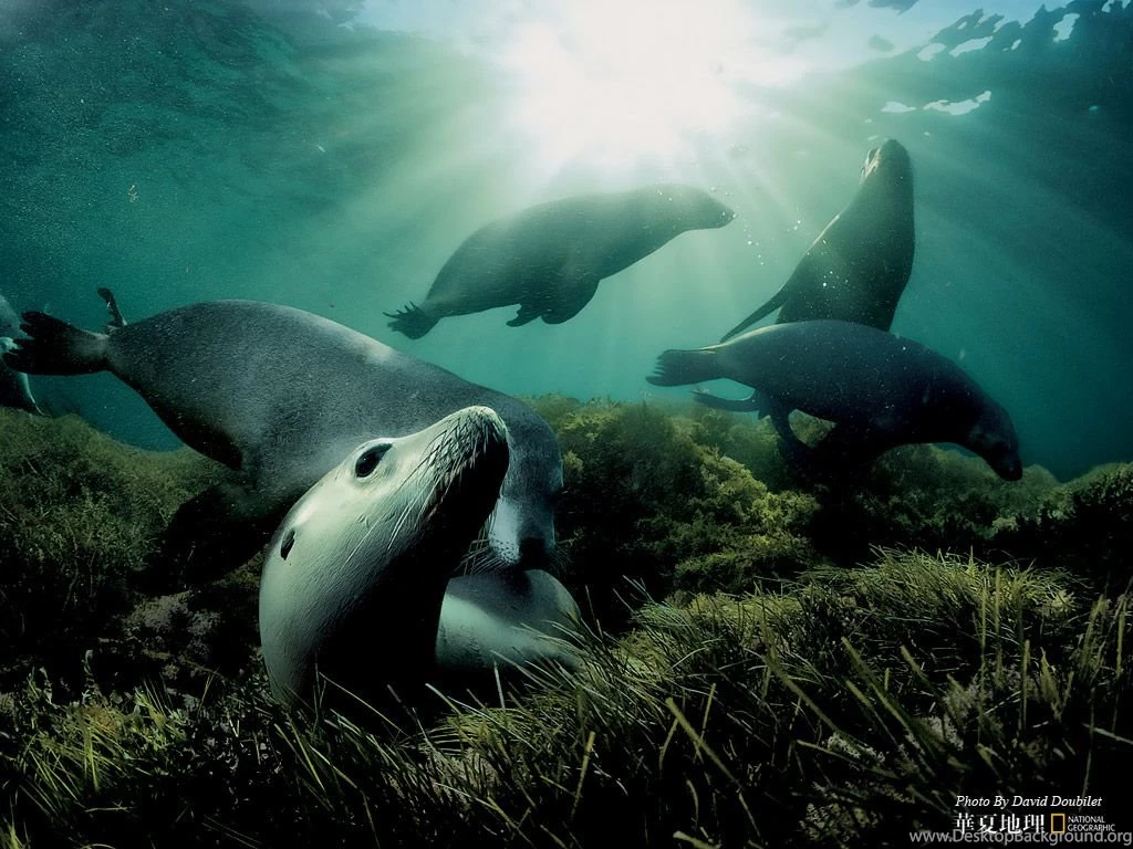 Wildlife: National Geographic 100 Best Wildlife Animal Wllpapers ...