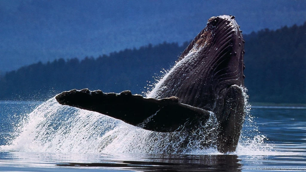 Wildlife Humpback Whale Whale In Ocean Free Desktop Backgrounds ...