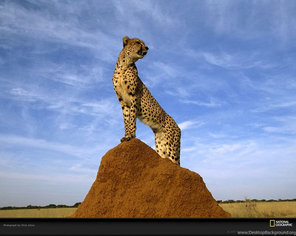 Wildlife: National Geographic 100 Best Wildlife Animal Wllpapers ...