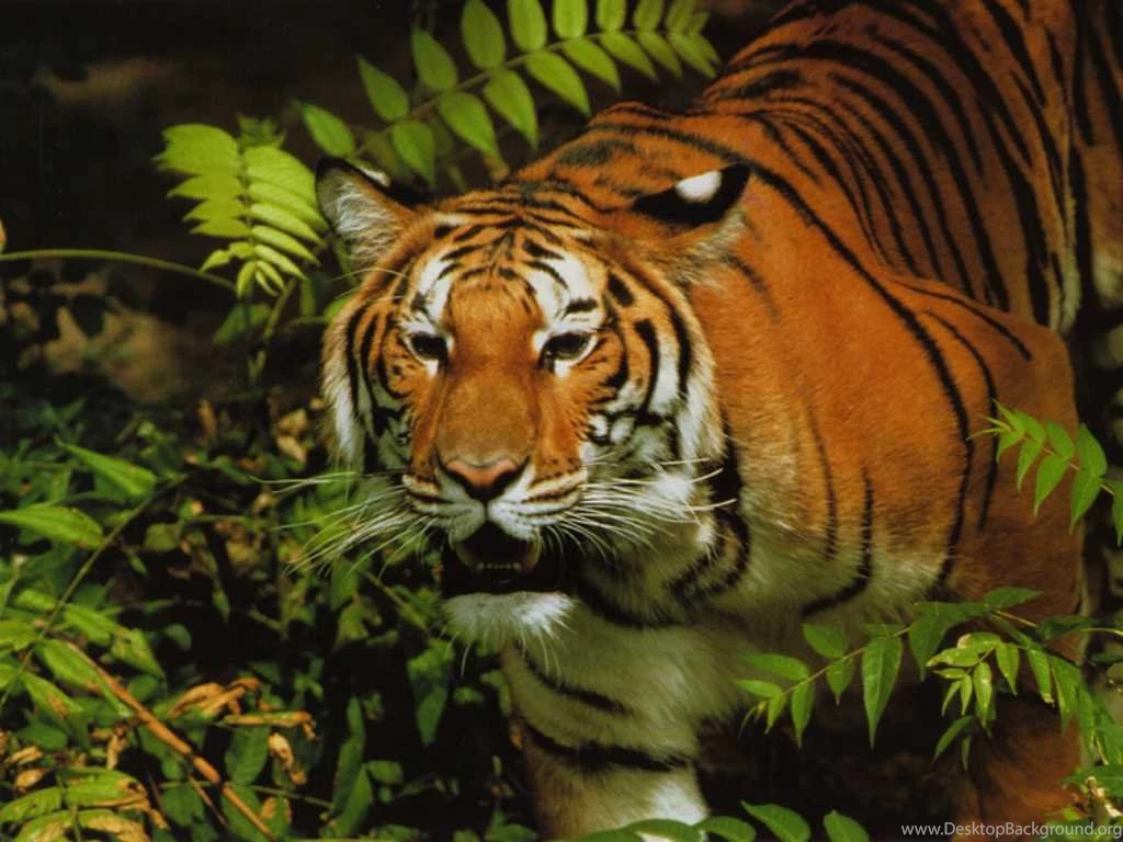 Wildlife Animals   Wild Animal Wallpapers 1024x768 NO.34 Desktop ...