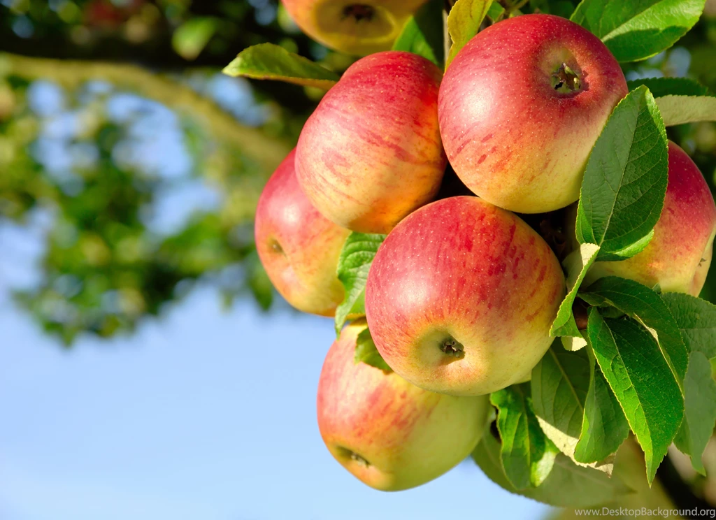 Wallpapers Fruit Apples Food Image