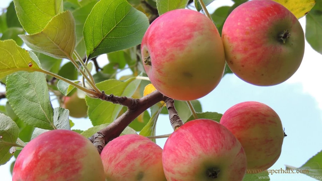Apple fruit wallpaper HD wallpaper.jpg