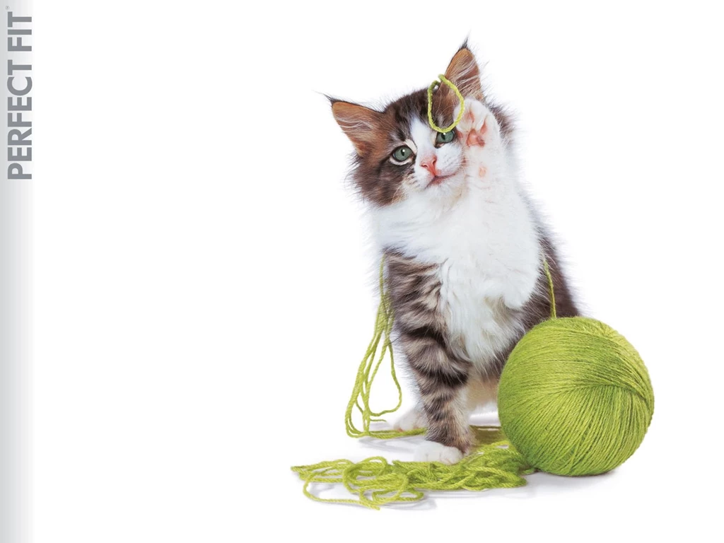 Cats Wallpapers