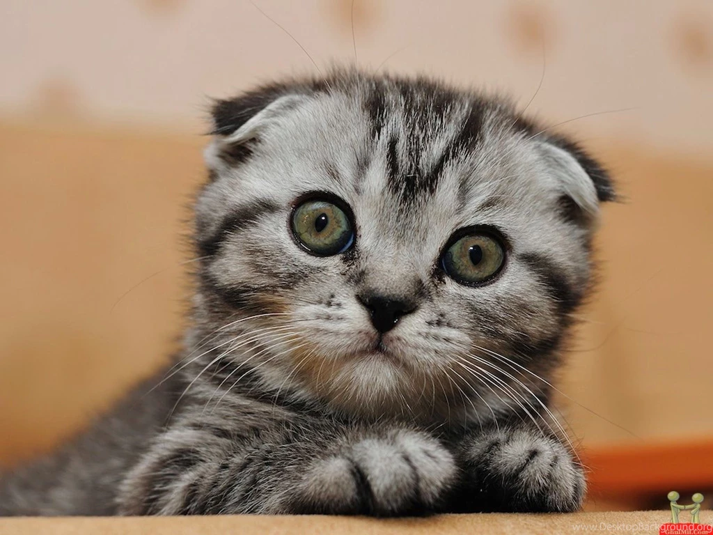 15+ Cute Cat Pictures And Wallpapers Style Arena