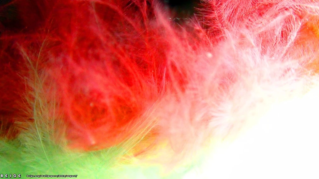 Desktop Wallpapers For August 2012