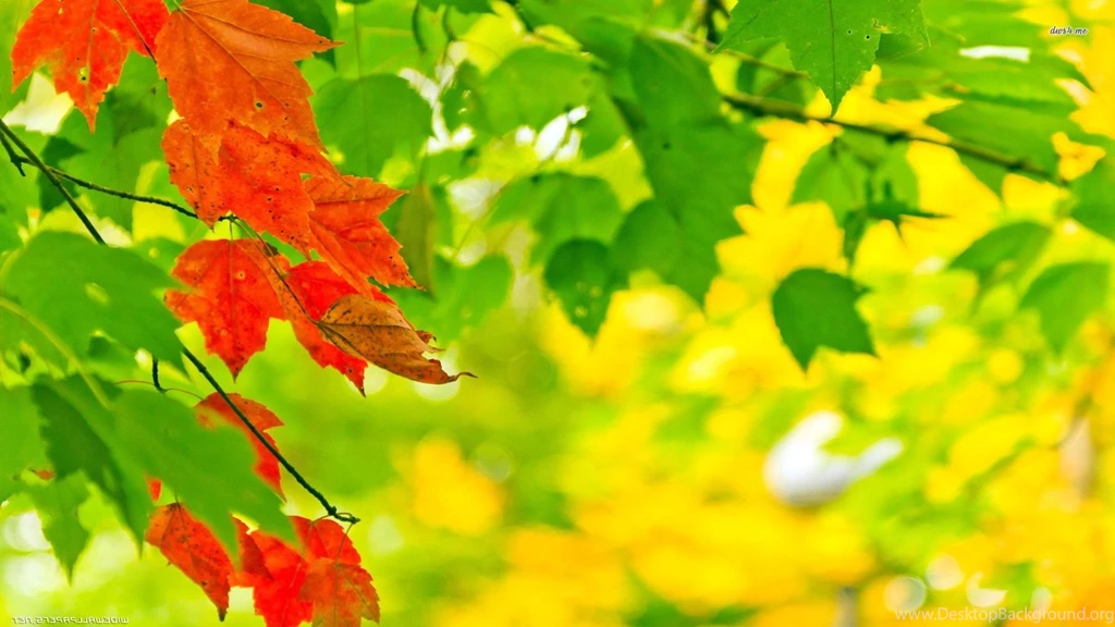 Red And Green Leaves Wallpapers Photography Wallpapers