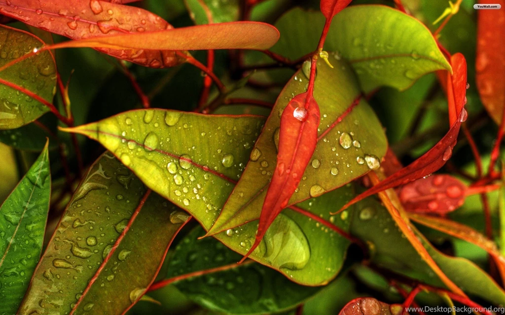 YouWall   Red And Green Leaves Wallpapers   Wallpaper,wallpapers ...