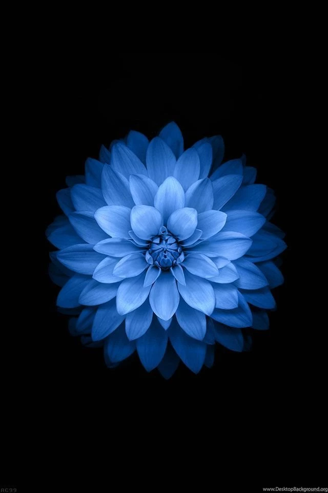 Apple Wallpapers On Pinterest