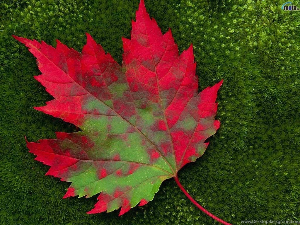 Red Leaf Wallpapers