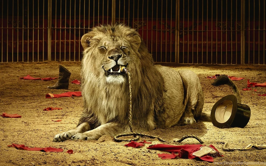 Lion wallpaper widescreen 34.jpg
