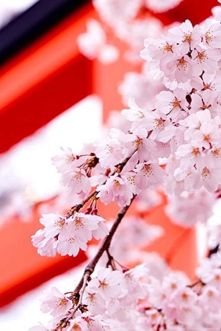 Hd Nature Wallpapers Taglist Page 42 For Mobile Phone.